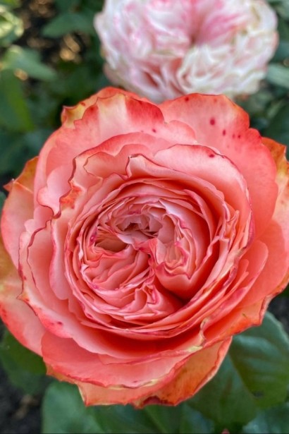 Троянда чайно-гібридна ’Кахала’|Hybrid tea rose ’Kahala’|Роза чайно-гибридная ’Кахала’ 